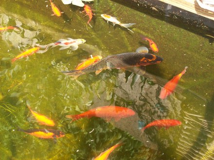 fish