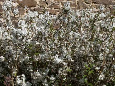 Deutzia gracilis (Deutzia gracilis)