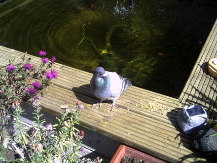 stray pigeon 