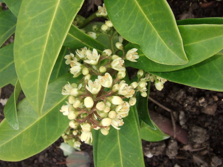 Skimmia x confusa 'Kew Green' flower (Skimmia x confusa (Skimmia))