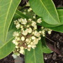 Skimmia x confusa 'Kew Green' flower (Skimmia x confusa (Skimmia))