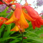 Crocosmia