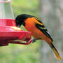 Baltimore Oriole