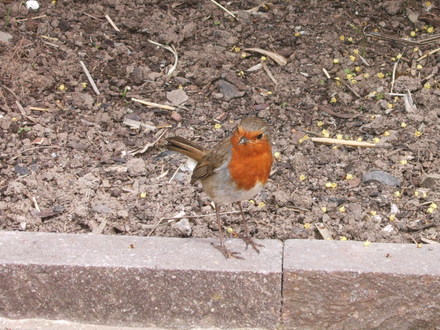 Robin