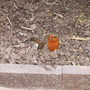 Robin