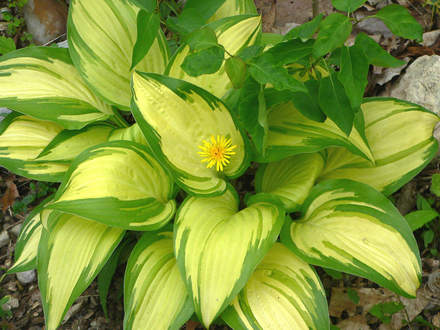 Hosta WannaBe