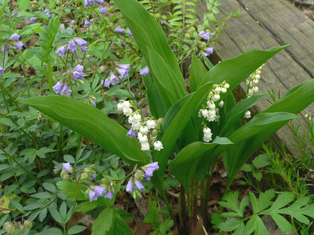 Lily of The Valley with Greek Valerian (Convallaria majalis (Lily of the valley))