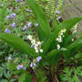 Convallaria majalis (Lily of the valley)