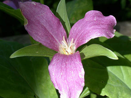 Large-Flowered Trillium Aging (Trillium grandiflora)