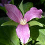Trillium_fade_purple_may_05