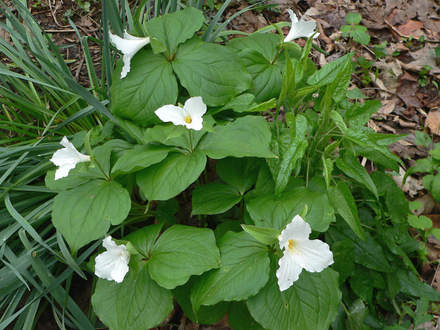 Clump of Volunteer Trillium (Trillium grandiflora)