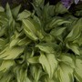 Hosta_albopicta