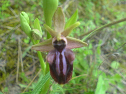 wild orchid 