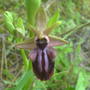 wild orchid 