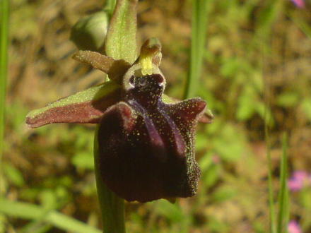 wild orchid 