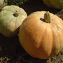 pumpkins 