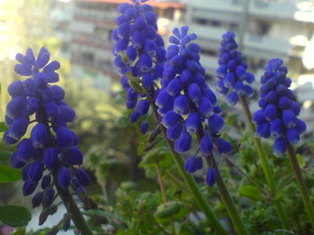 Muscari armeniacum