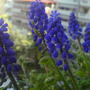 Muscari armeniacum