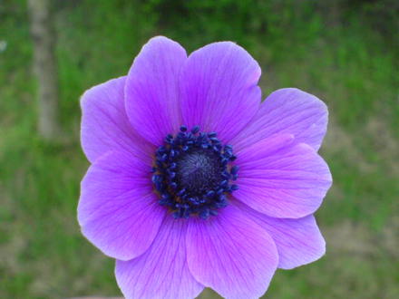 anemone