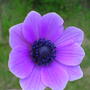 anemone