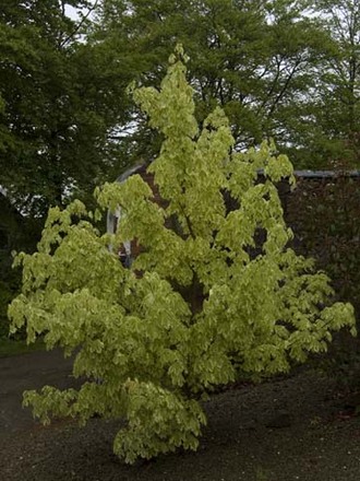 Foliage variations2 (Acer platanoides 'Drummondii')
