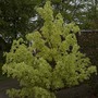 Foliage2