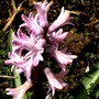 Pink Hyacinth March 2008 (Hyacinthus orientalis (Hyacinth))