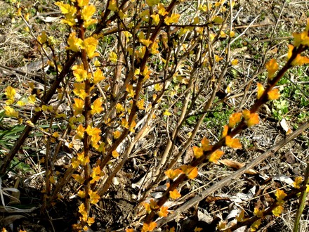 Physocarpus 