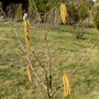 Copy_of_pict0442