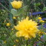 kerria japonica   jews mantle