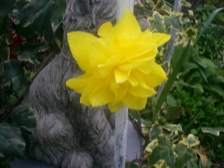 A garden flower photo