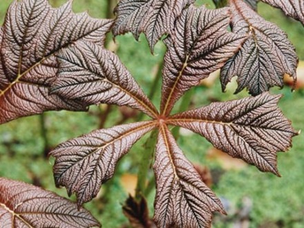 Foliage variations3