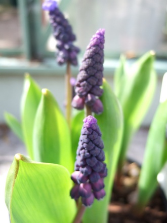 Bi-coloured Muscari latifolium (Muscari armeniacum (Grape hyacinth))