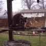 2007-04-26_011_raccoon_at_feeder