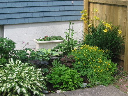 shade garden (Hosta lancifolia (Plantain lily))