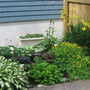 shade garden (Hosta lancifolia (Plantain lily))