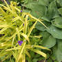 Spiderwort_golden_blue_hosta_paradigm_5-15-05_sm