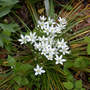 Star-of-Bethlehem (Ornithogalum umbellatum (Leche De Gallina))