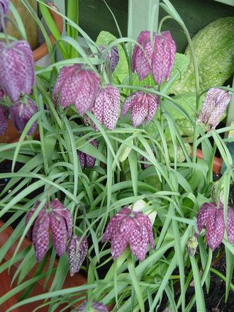 Fritillaria growing in the garden. March 2008. (Fritillaria meleagris (Snake's head fritillary))