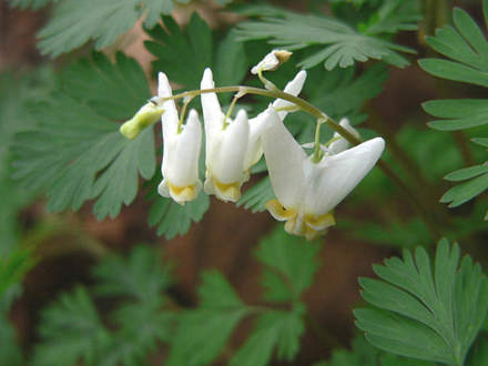Dutchman's Breeches, Dicentra cucullaria (Dicentra cucullaria (Dutchmans Breeches))