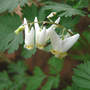 Dutchman_s_breeches_4-02-07_good_med