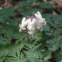 Squirrel-corn (Dicentra canadensis (Squirrel-corn))