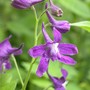 Spring Larkspur, Delphiuium tricorne (Delphinium tricorne)