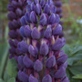 Lupin