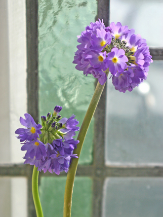 Primula (Primula (denticulata))
