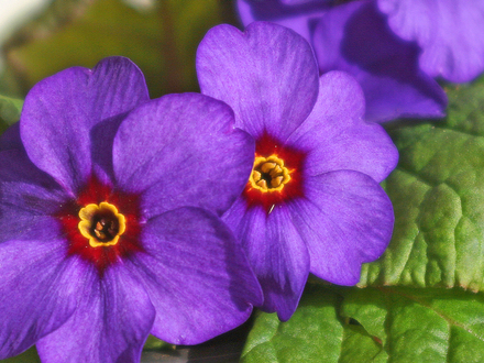 Primula