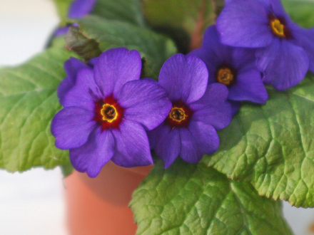 Primula 