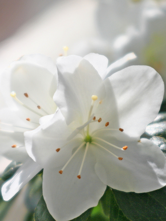 Azalea (Azalea)