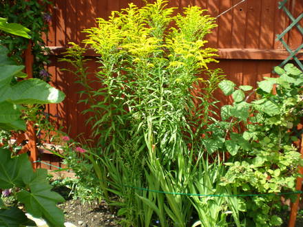 GOLDEN ROD