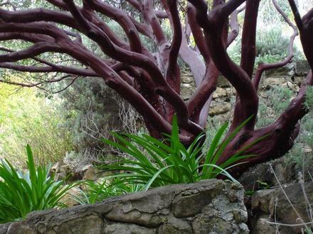 manzanita tree